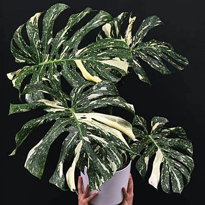 Monstera Thai Constellation