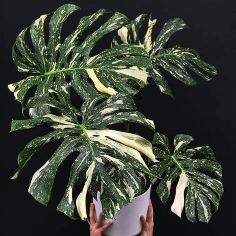 Monstera Thai Constellation