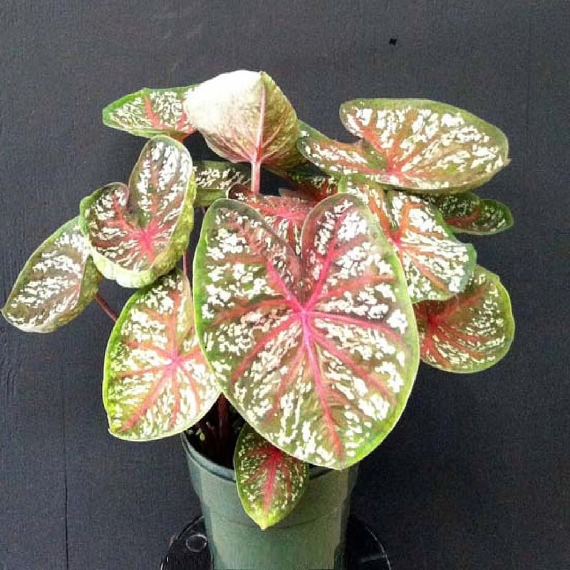 Caladium Thai Dwarf (15 varieties)