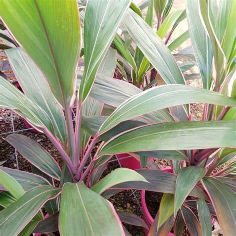 Cordyline Pink Diamond Cordyline Pink Diamond