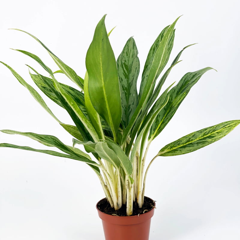 Aglaonema Silver Hybrids