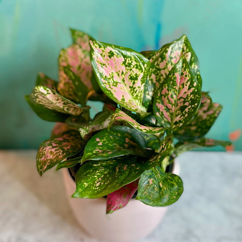 Aglaonema Pink Hybrids