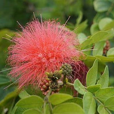 Calliandra Houstoniana