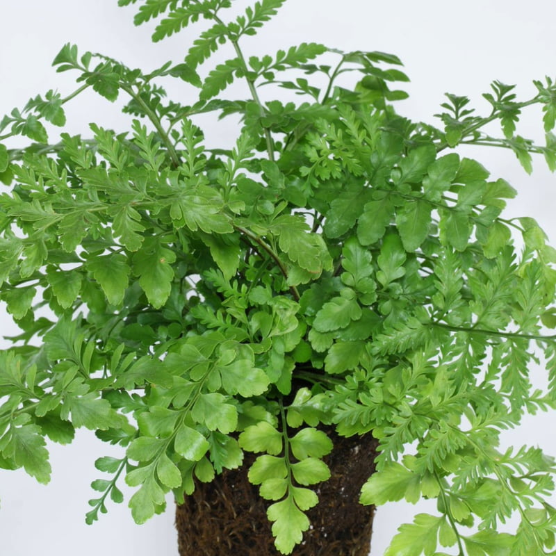 Asplenium Dimorphum ‘Parvati’