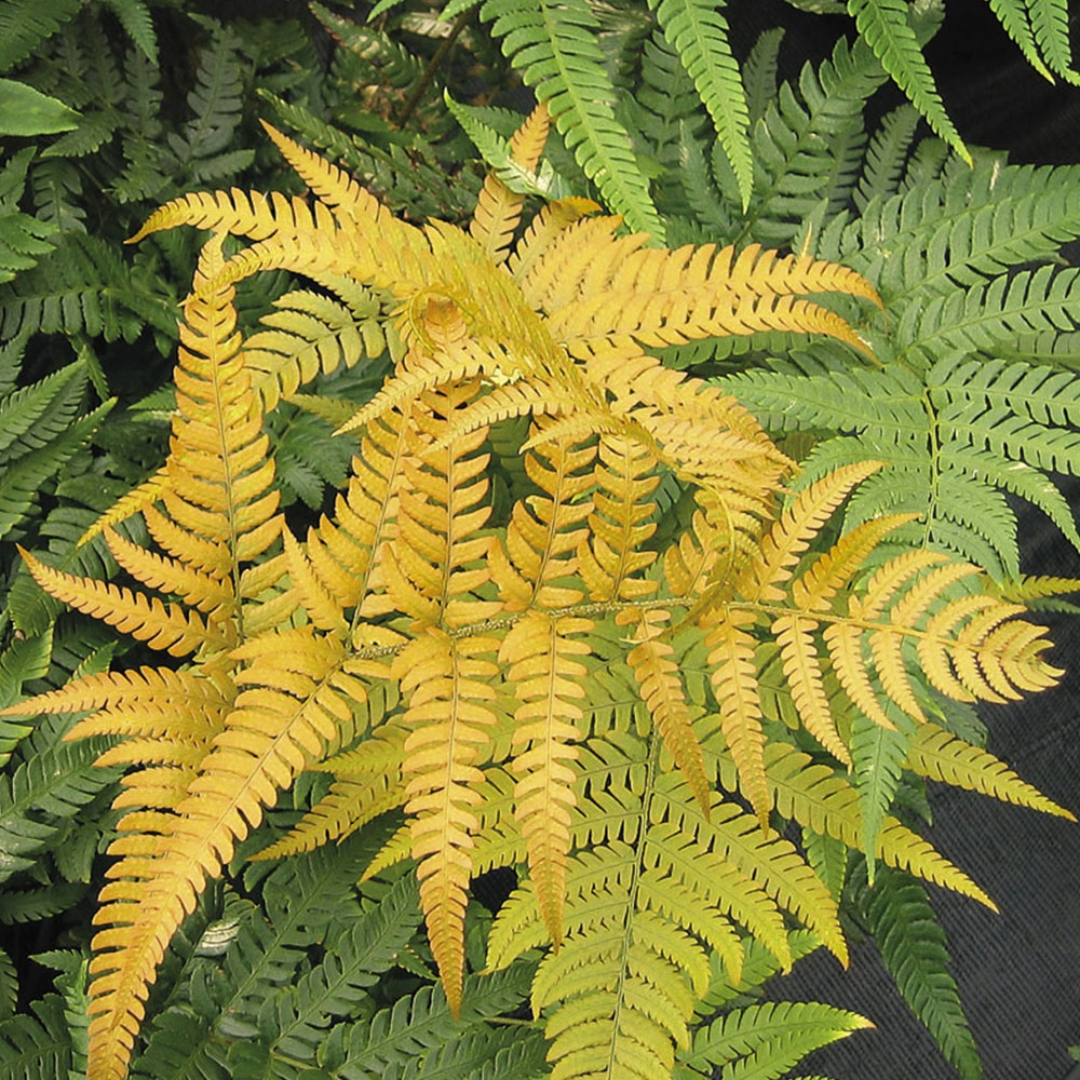 Golden Fern Golden Fern