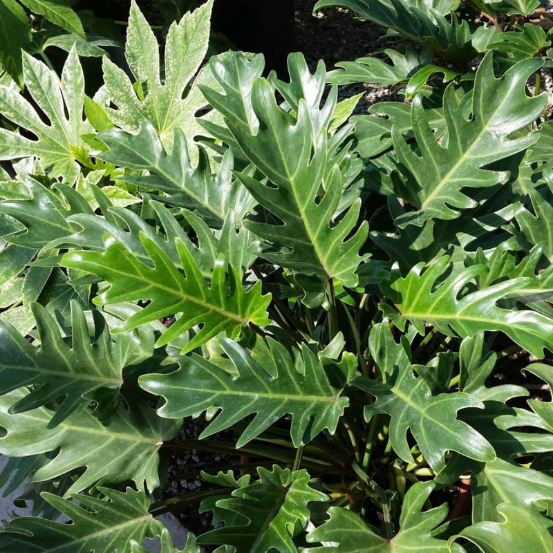 Philodendron Xanadu Philodendron Xanadu