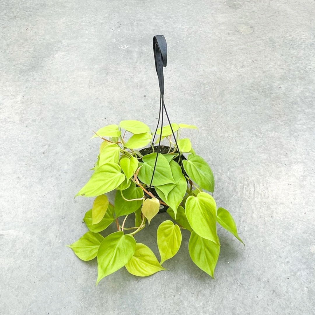Philodendron cordatum lime