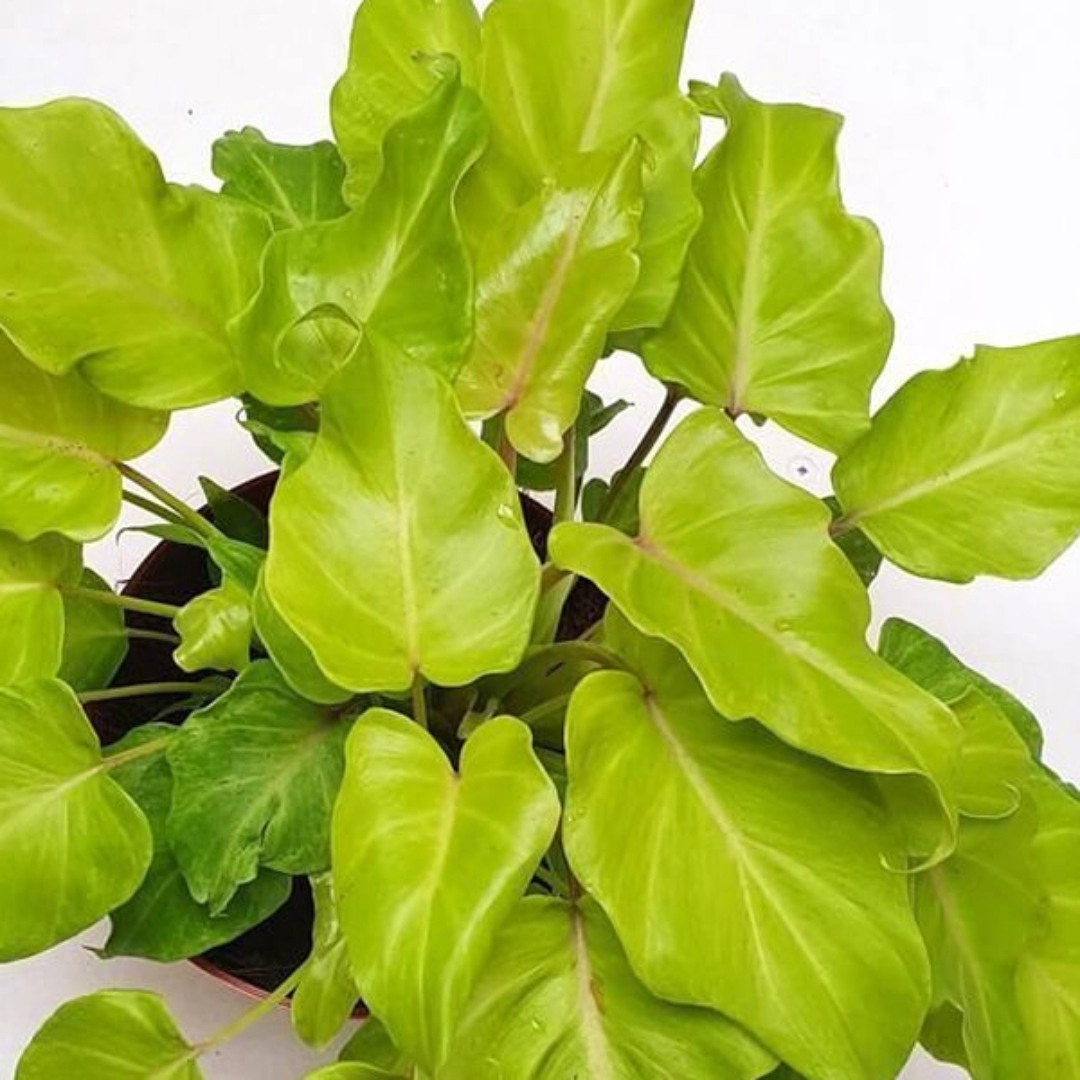 Philodendron Xanadu Gold Philodendron Xanadu Gold