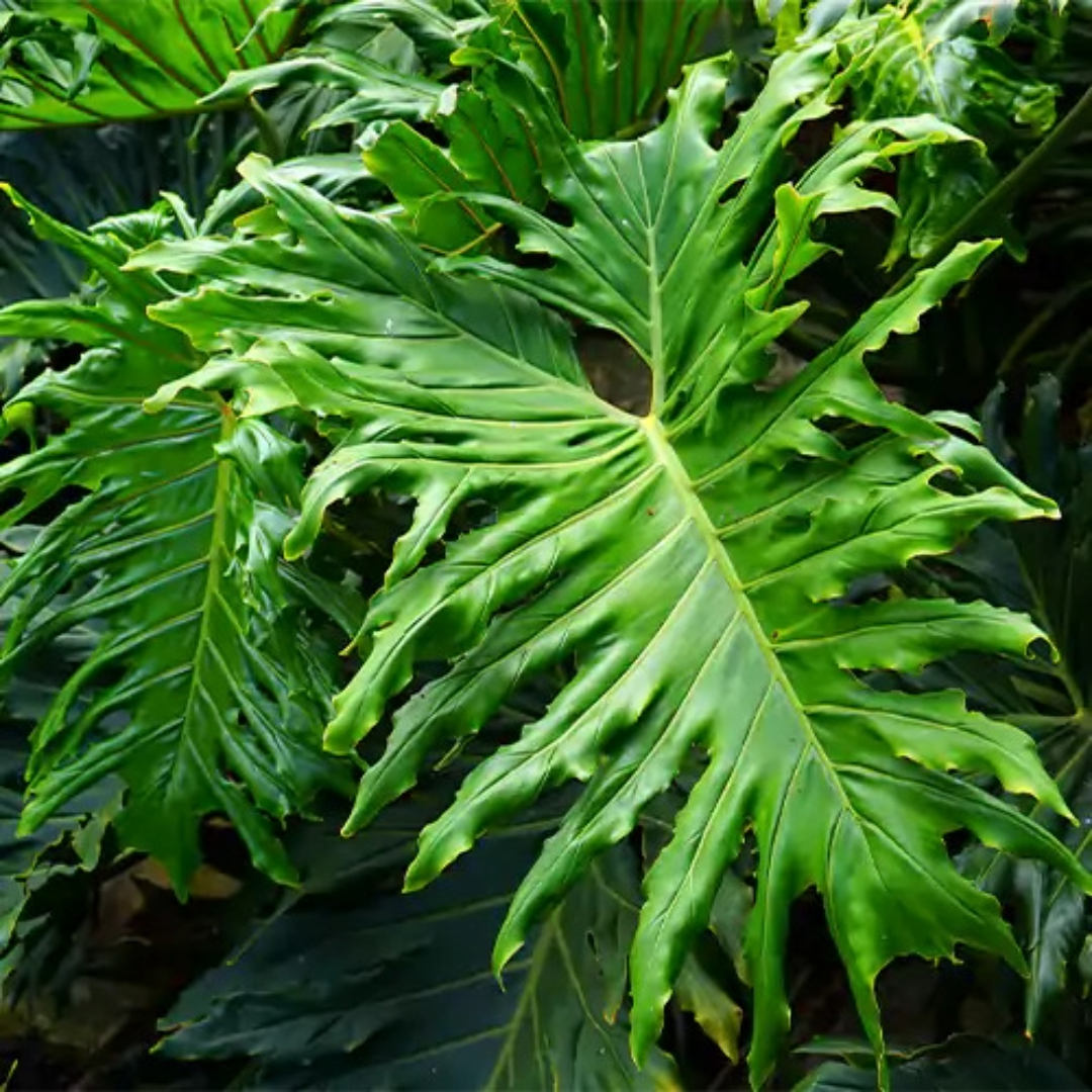 Philodendron Hope Philodendron Hope