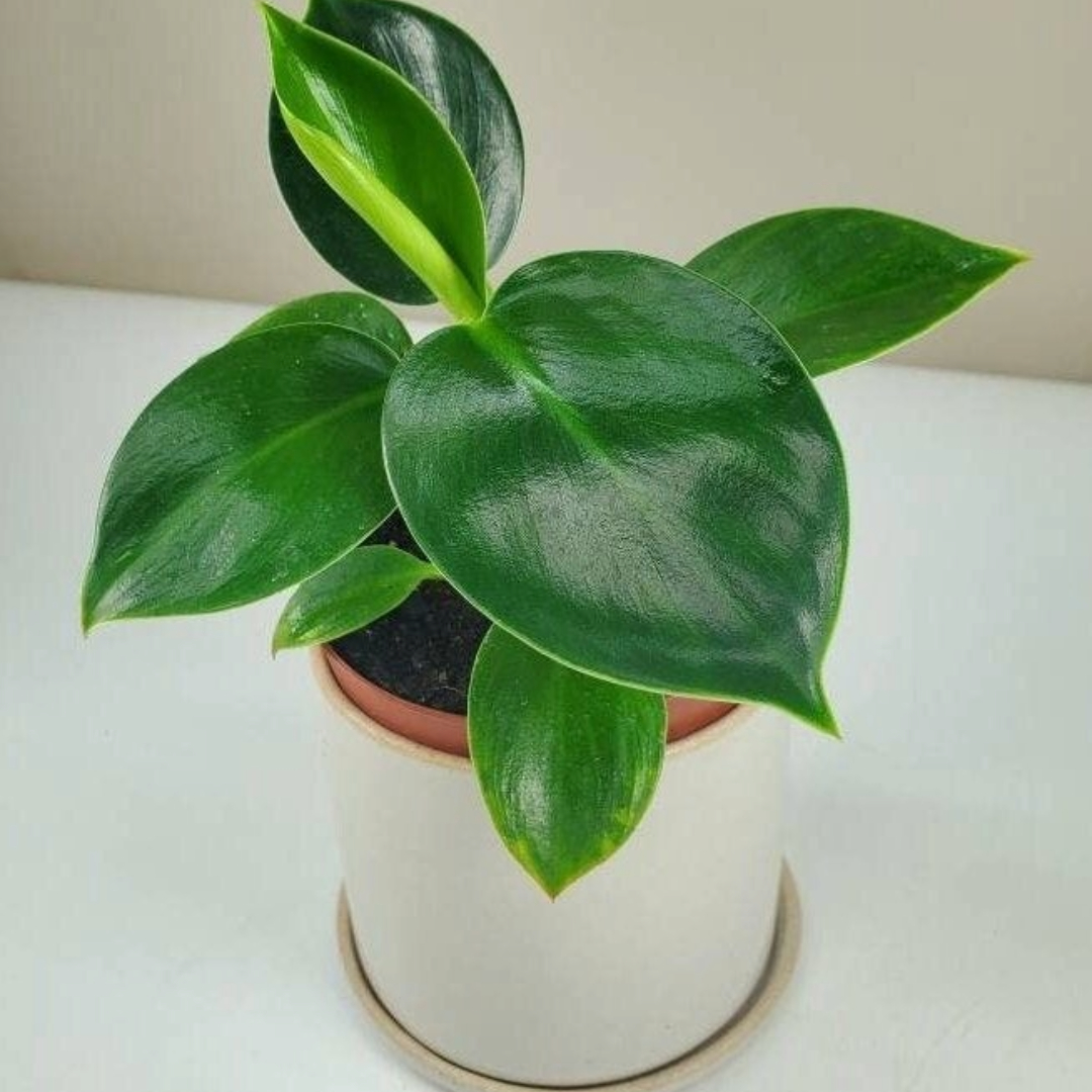 Philodendron Congo Apple