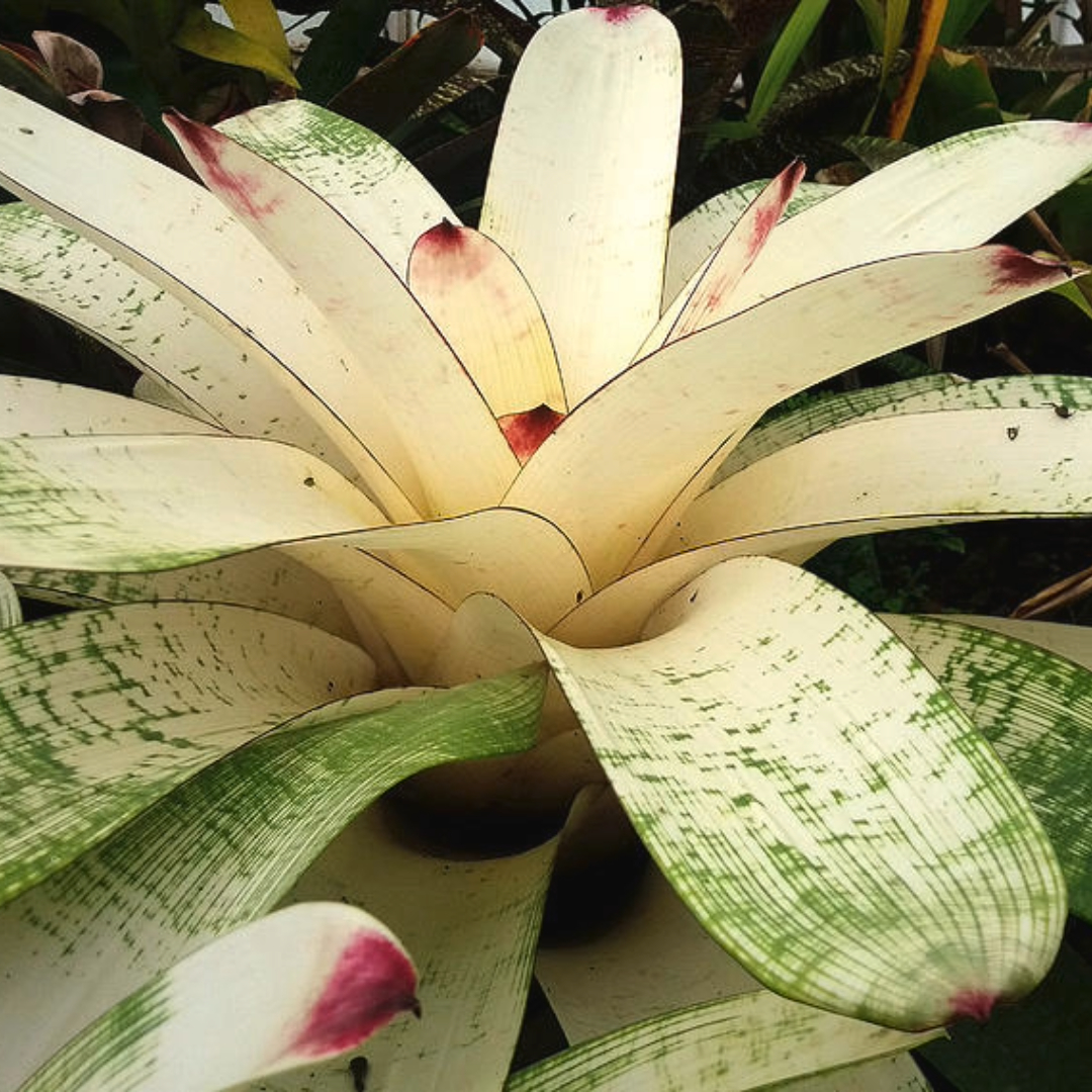 Bromeliad White