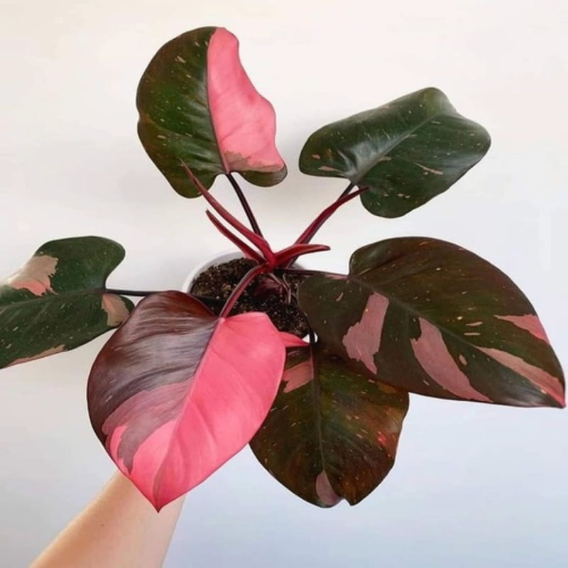 Philodendron Pink Princess