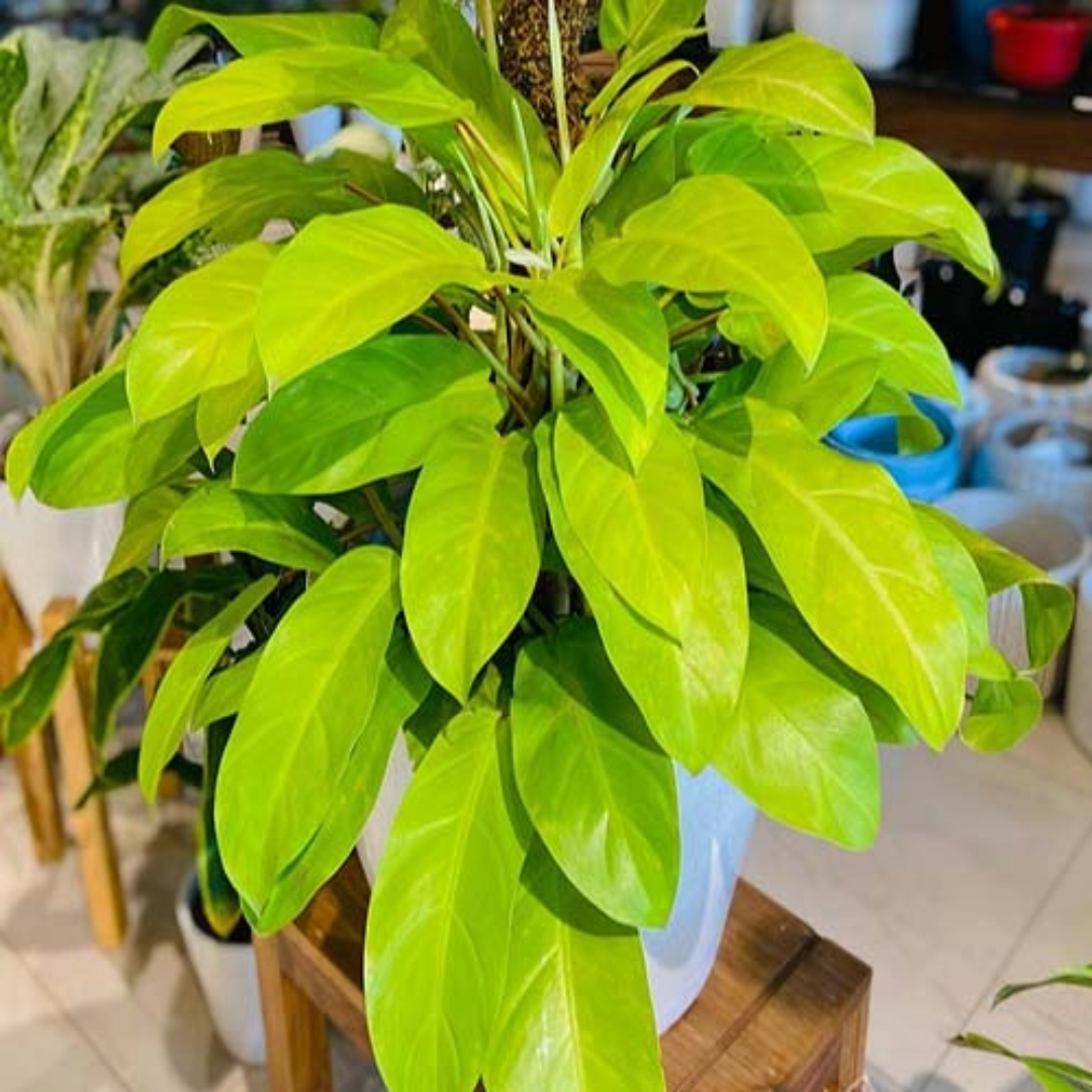 Philodendron Ceylon Golden Philodendron Ceylon Golden