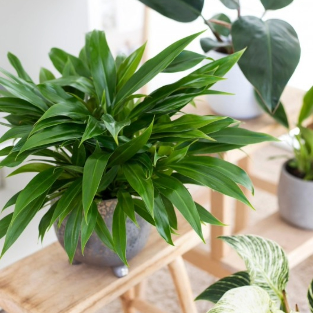 Philodendron Little Phil Philodendron Little Phil