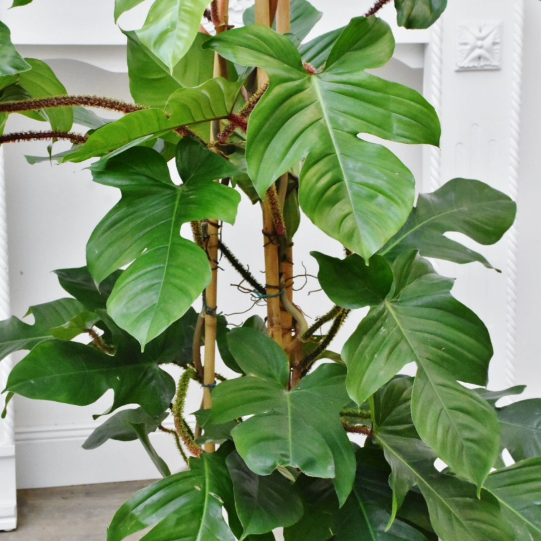 Philodendron Squamiferum