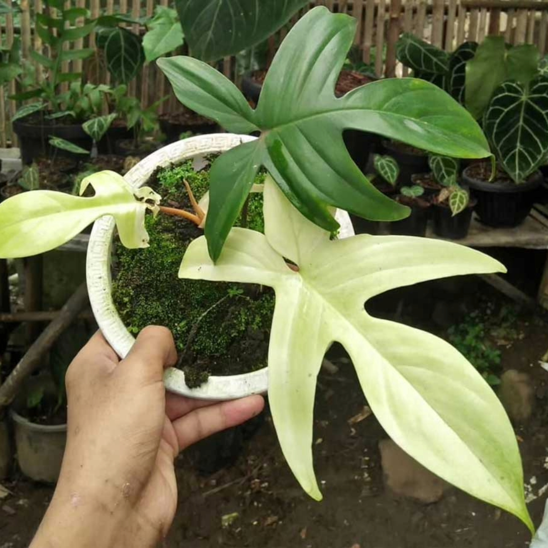 Philodendron Pedatum White Ghost Philodendron Pedatum White Ghost