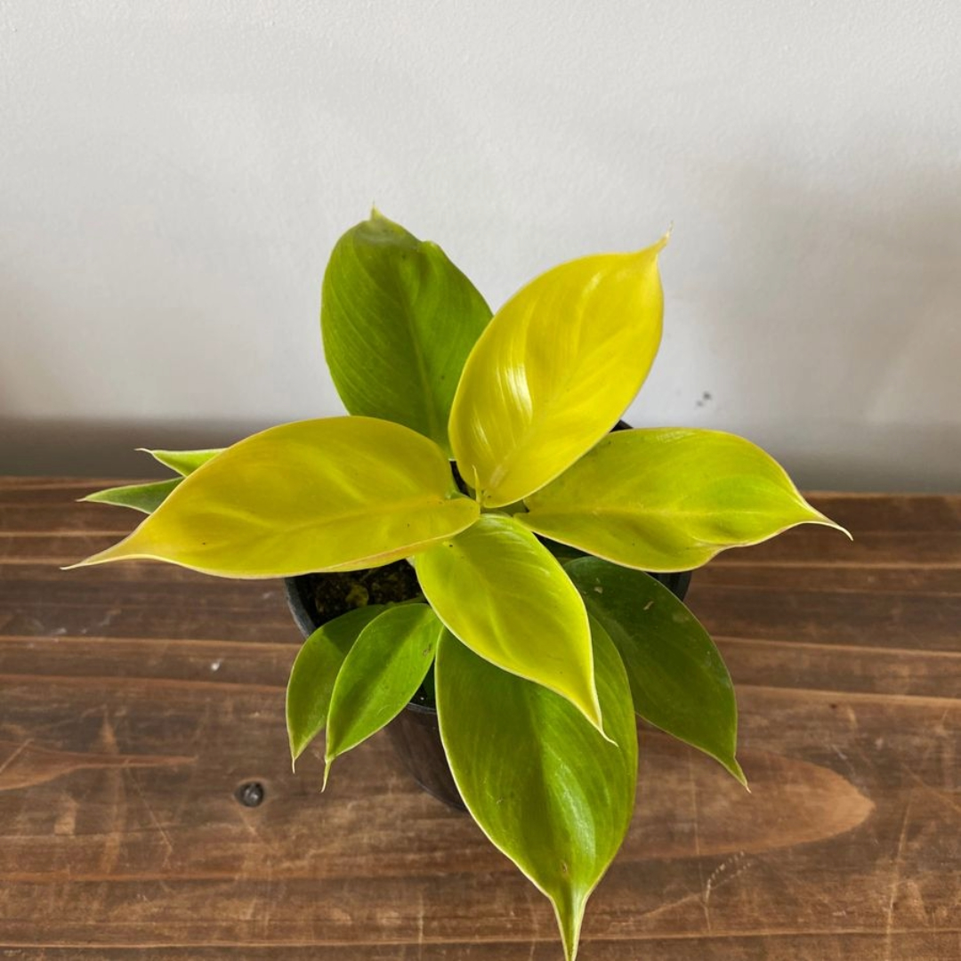 Philodendron Rush