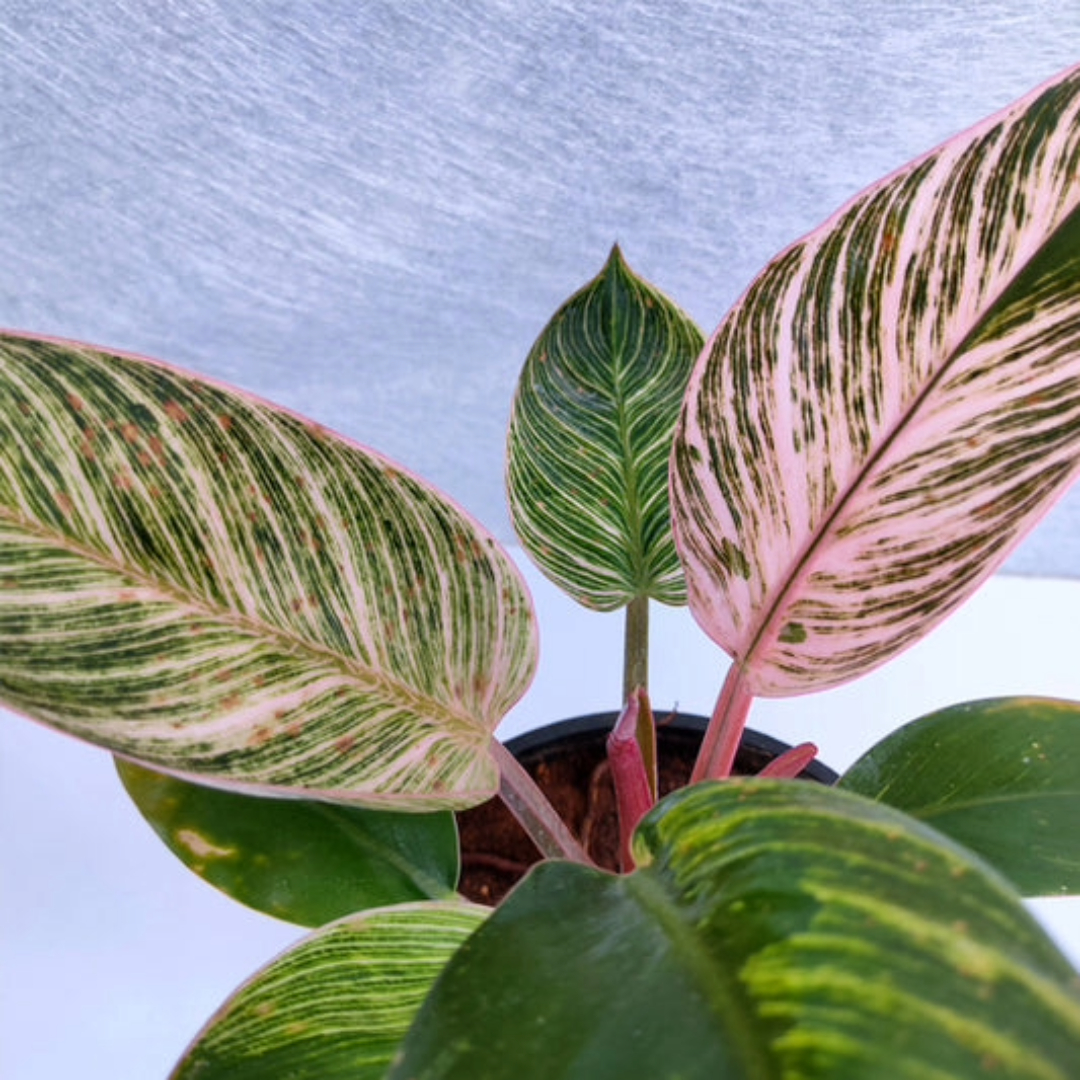 Philodendron Birkin Pink Philodendron Birkin Pink