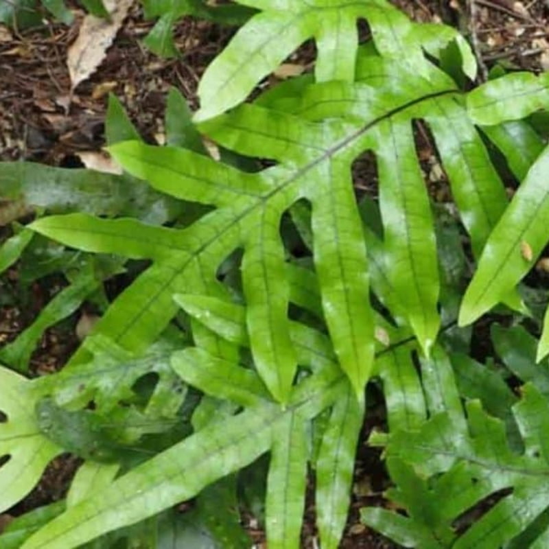 Kangaroo Fern