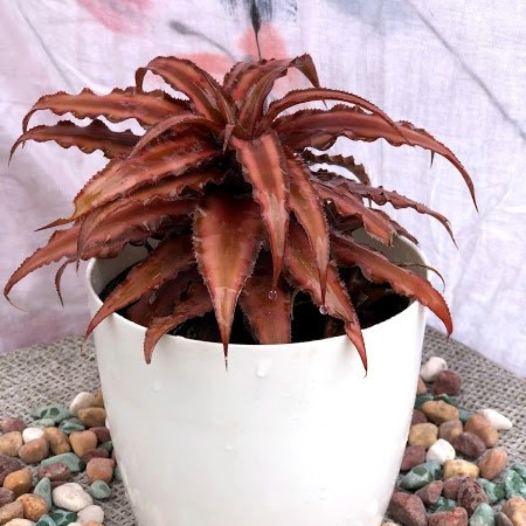 Cryptanthus Brown Cryptanthus Brown