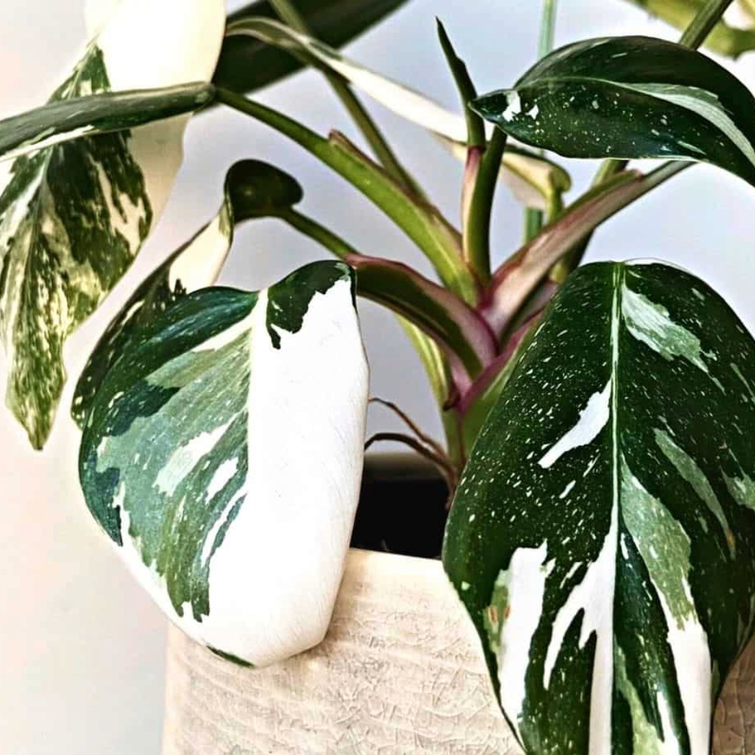 Philodendron White Princess