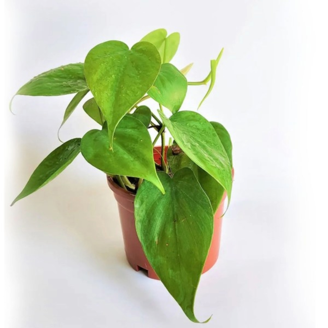 Philodendron Oxycardium Green