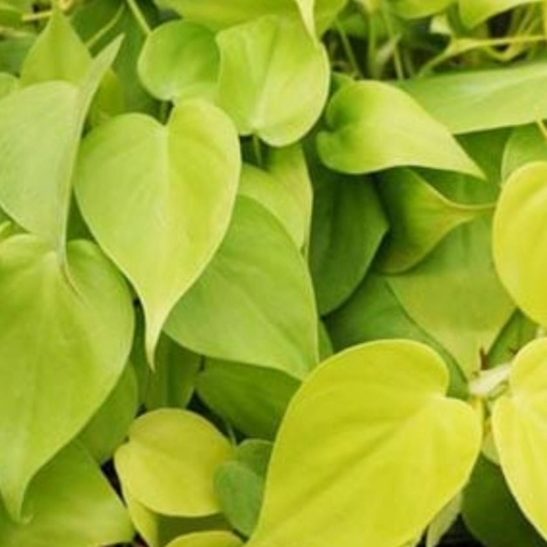 Philodendron Oxycardium Golden