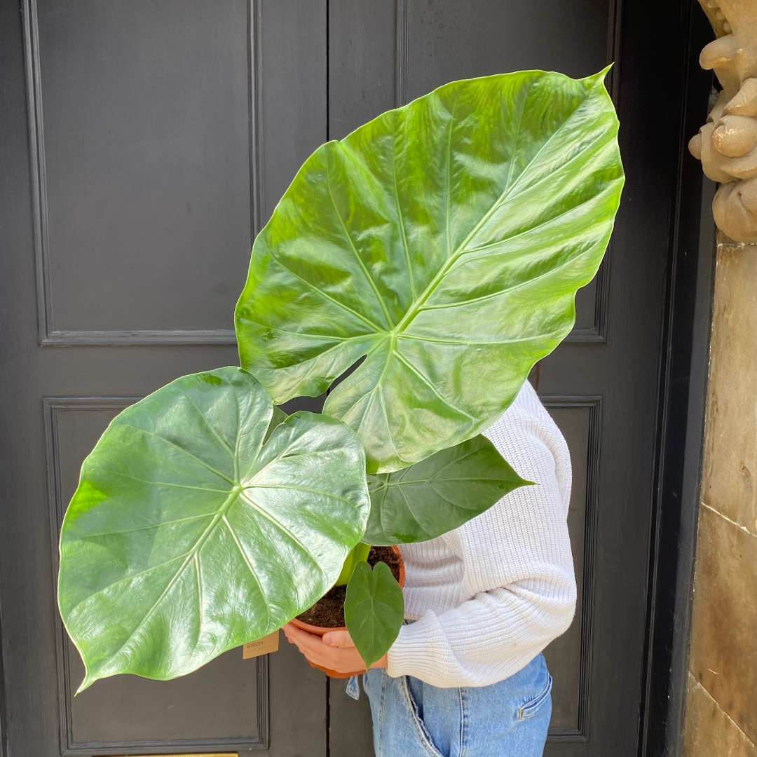 Alocasia Macrorrhiza