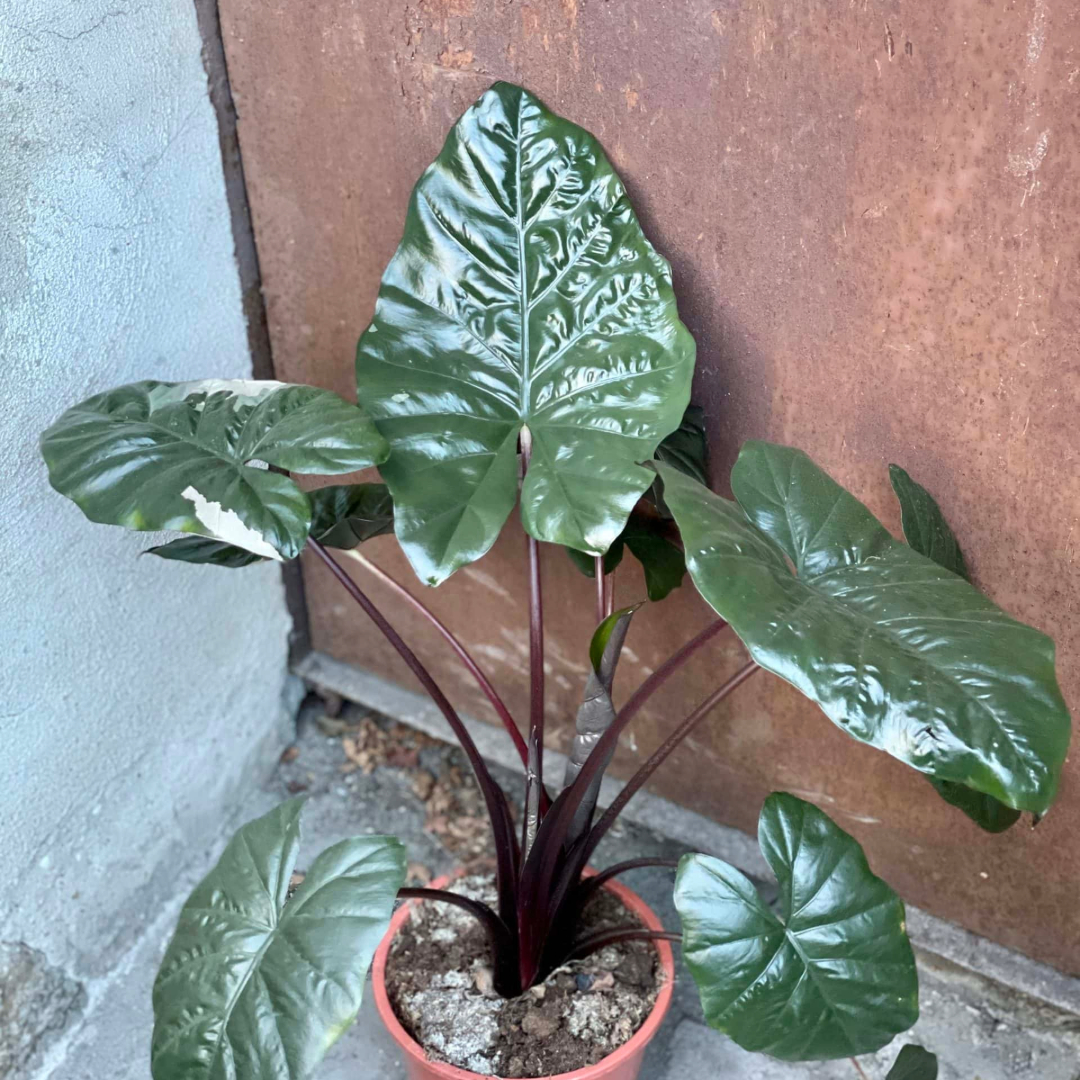 Alocasia yucantan princess