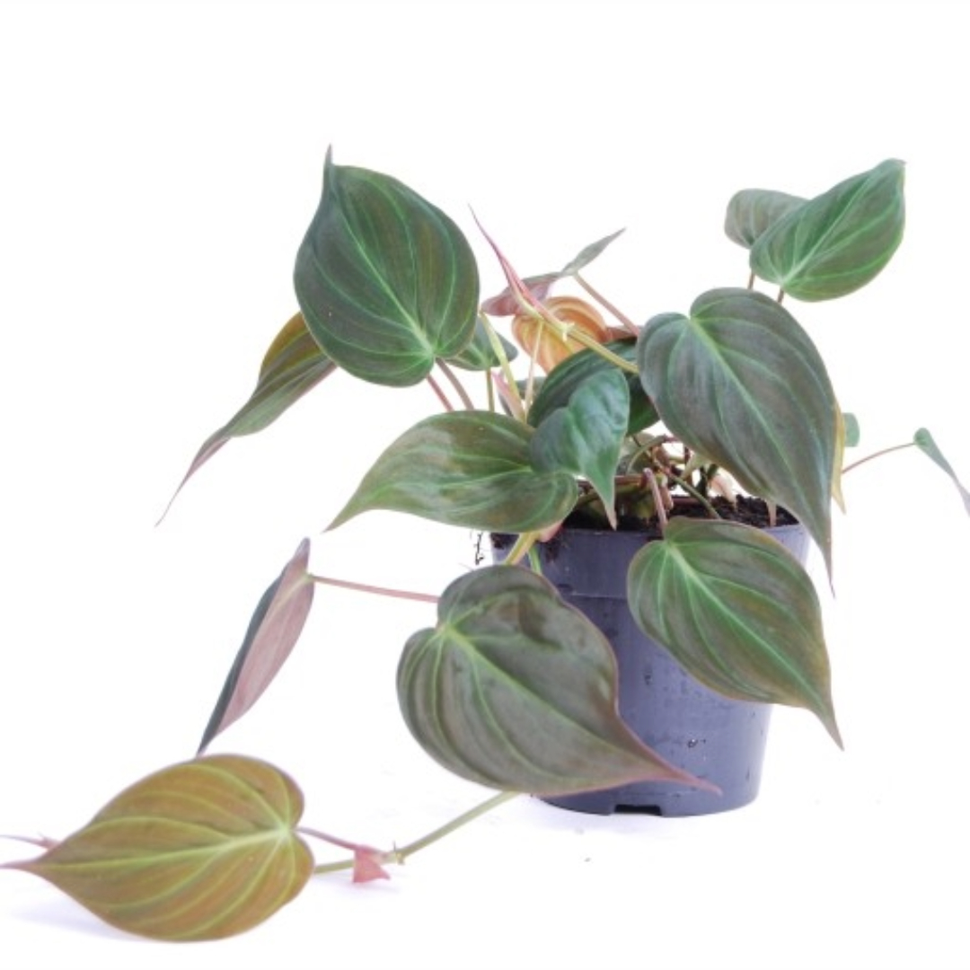 Philodendron Oxycardium Black