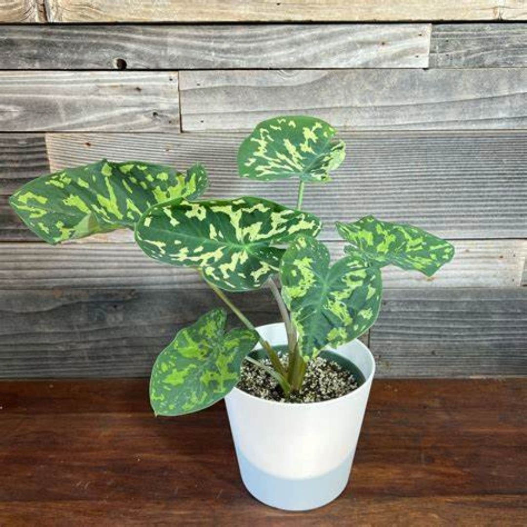 Alocasia Hilo Beauty