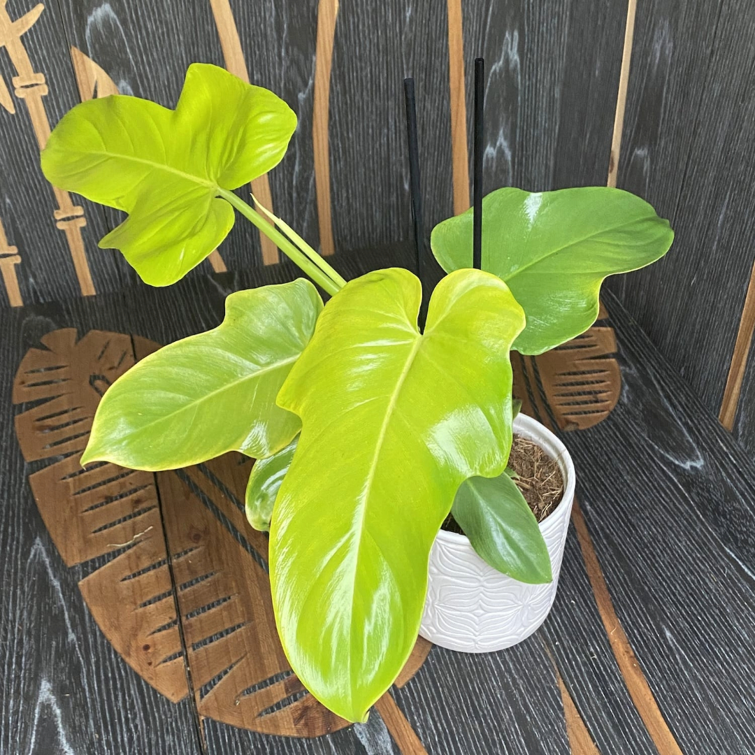 Philodendron  Gold Violin