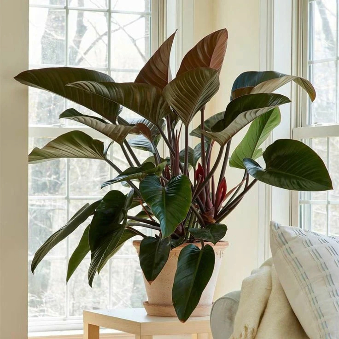 Philodendron Red Congo