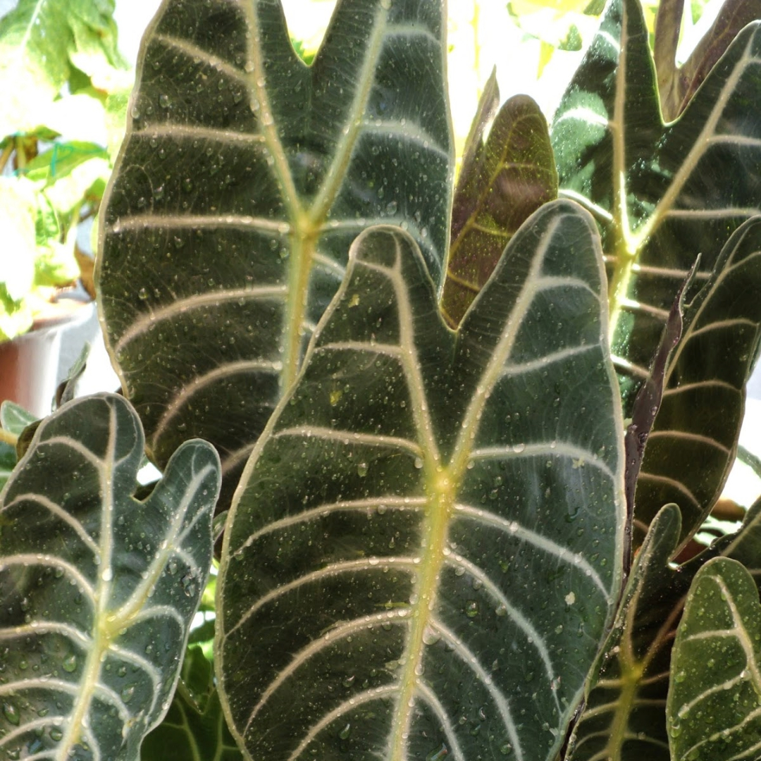 Alocasia Longoloba Grandis