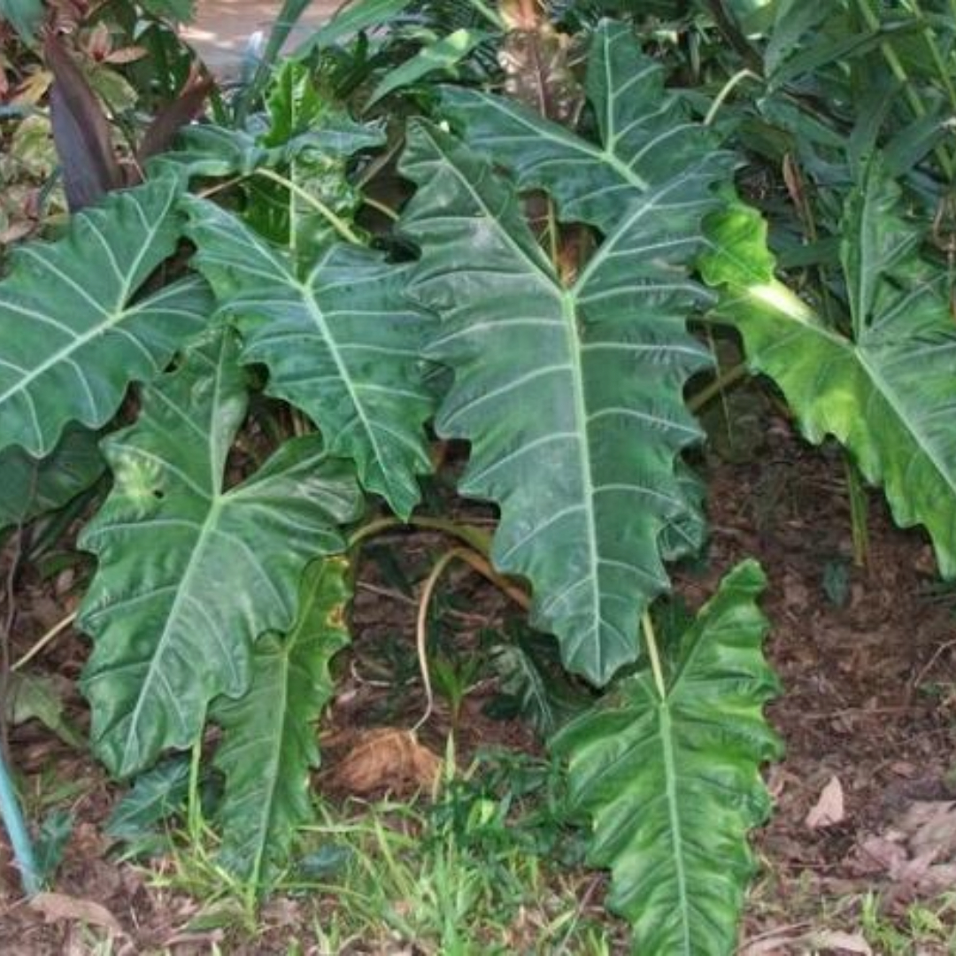 Alocasia Pseudo Sanderiana