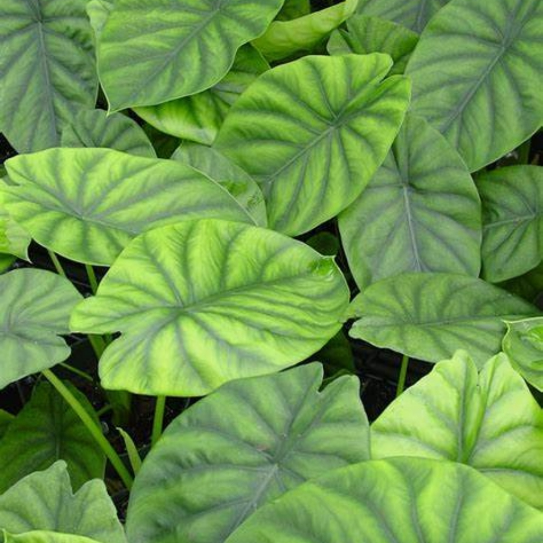 Alocasia Green Shield