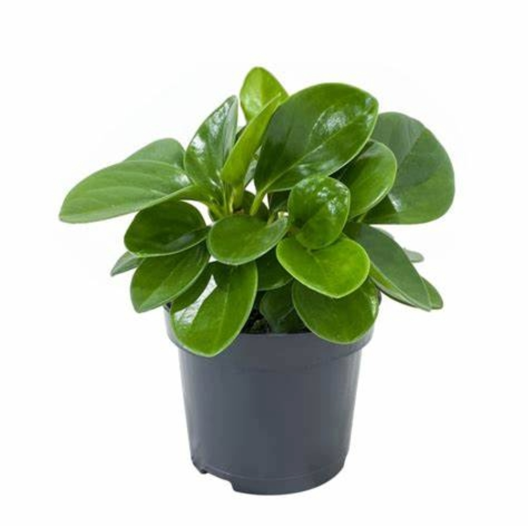 Peperomia Obtusifolia Jade