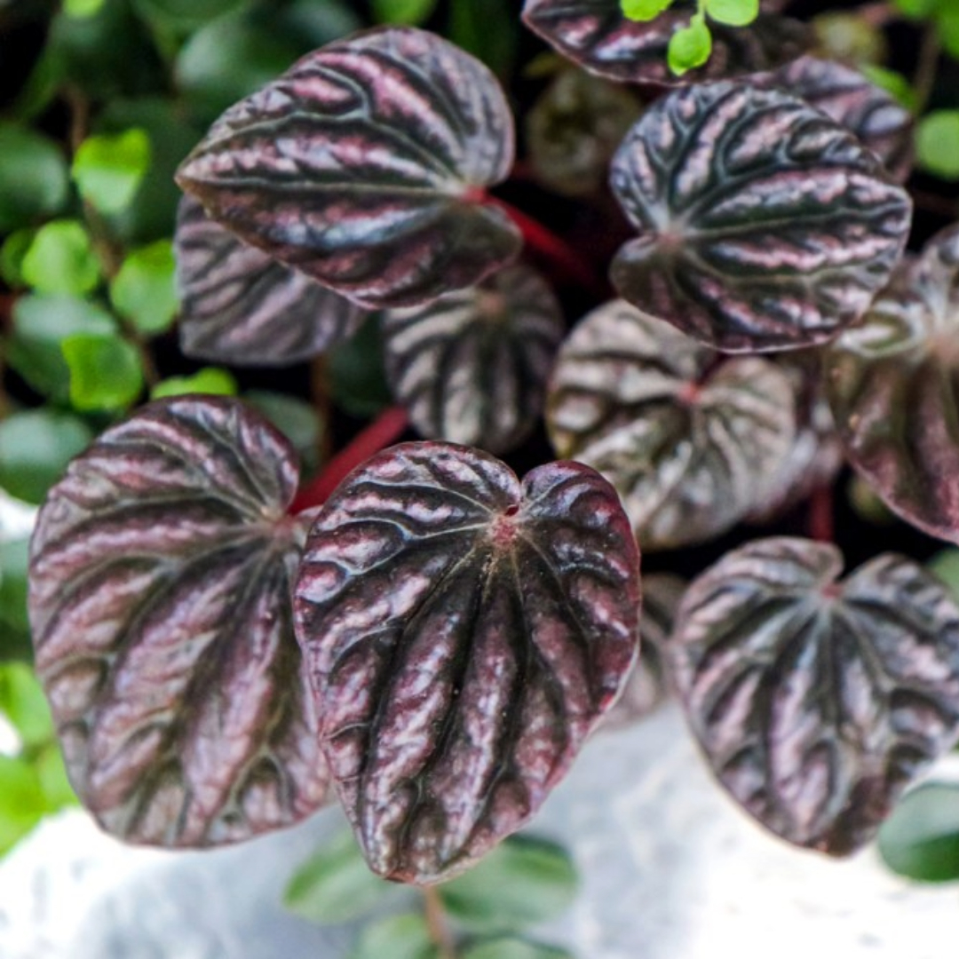 Peperomia Emeral Ripple