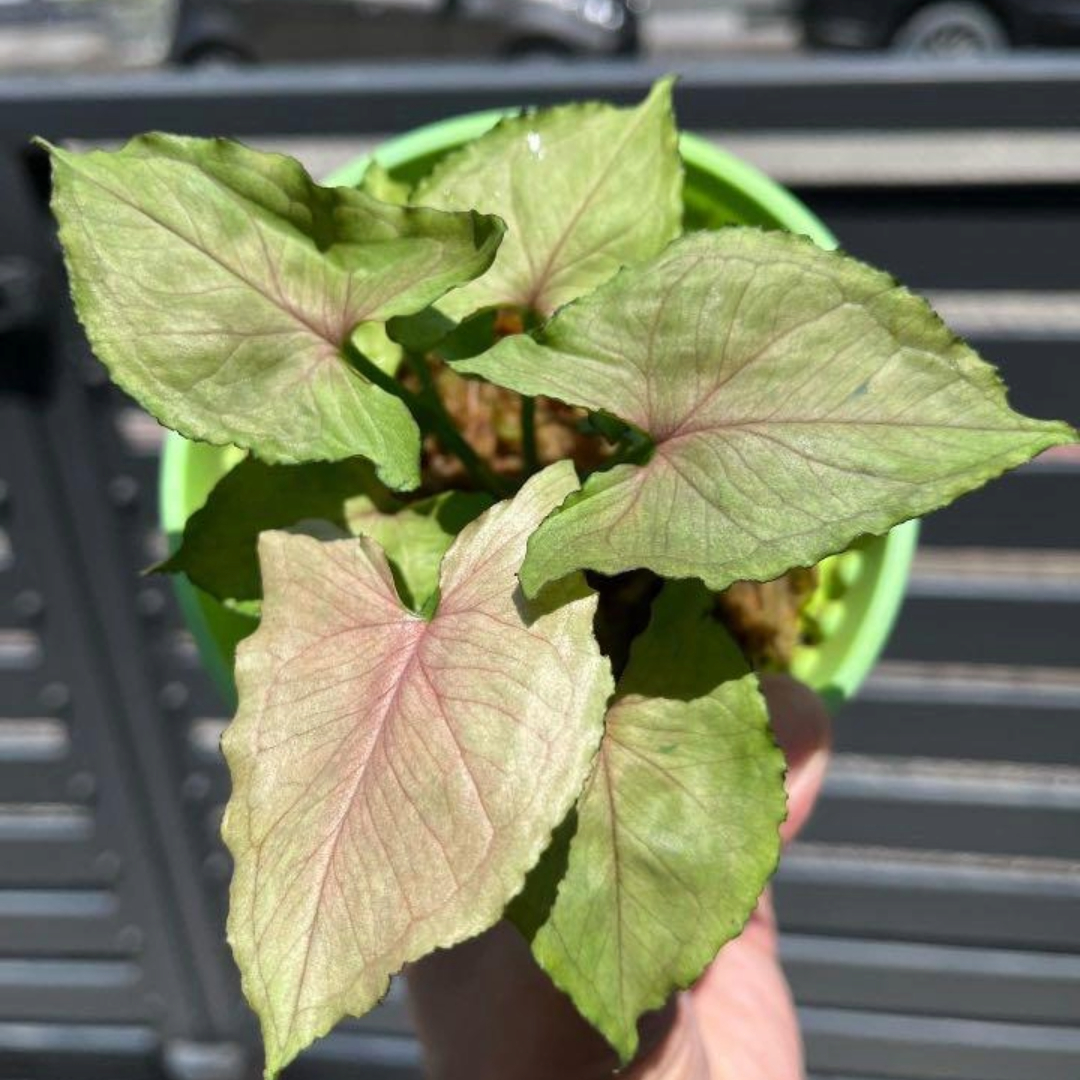 Syngonium Yami Red Syngonium Yami Red