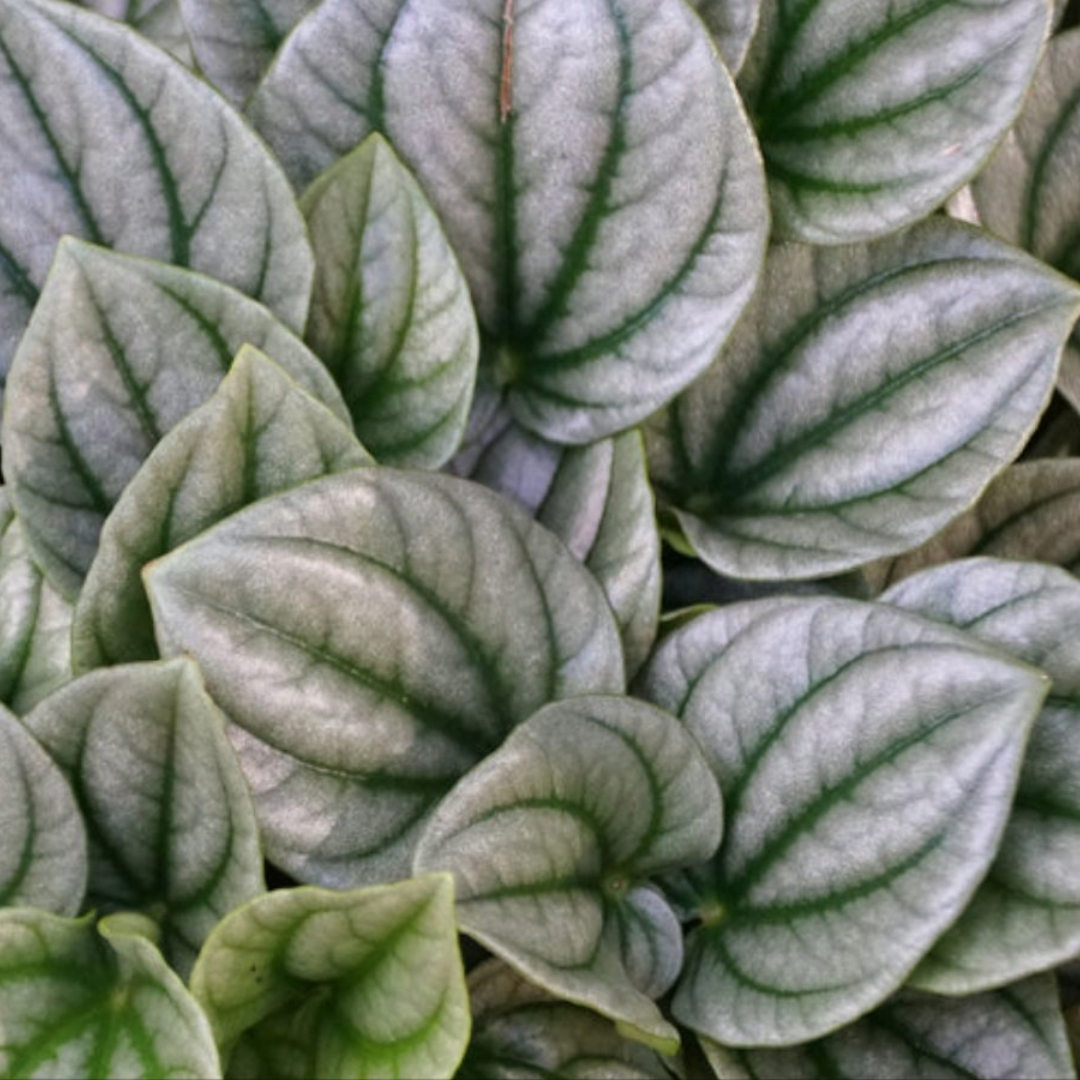 Peperomia Silver Ripple Peperomia Silver Ripple