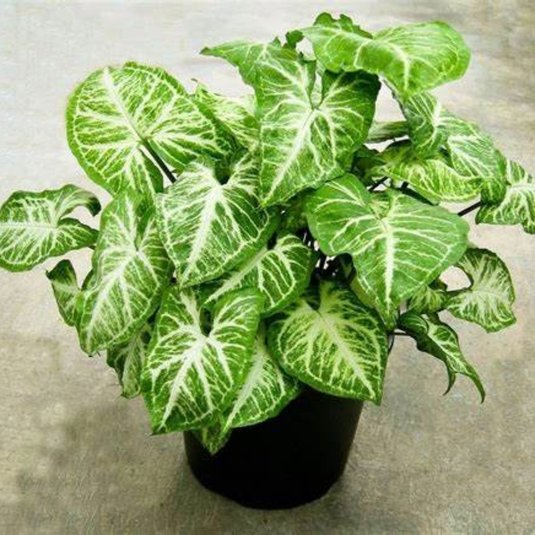 Syngonium Arrow Head Syngonium Arrow Head