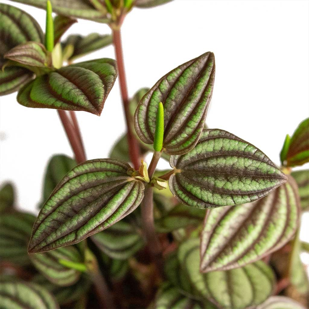 Peperomia Picolo Banda