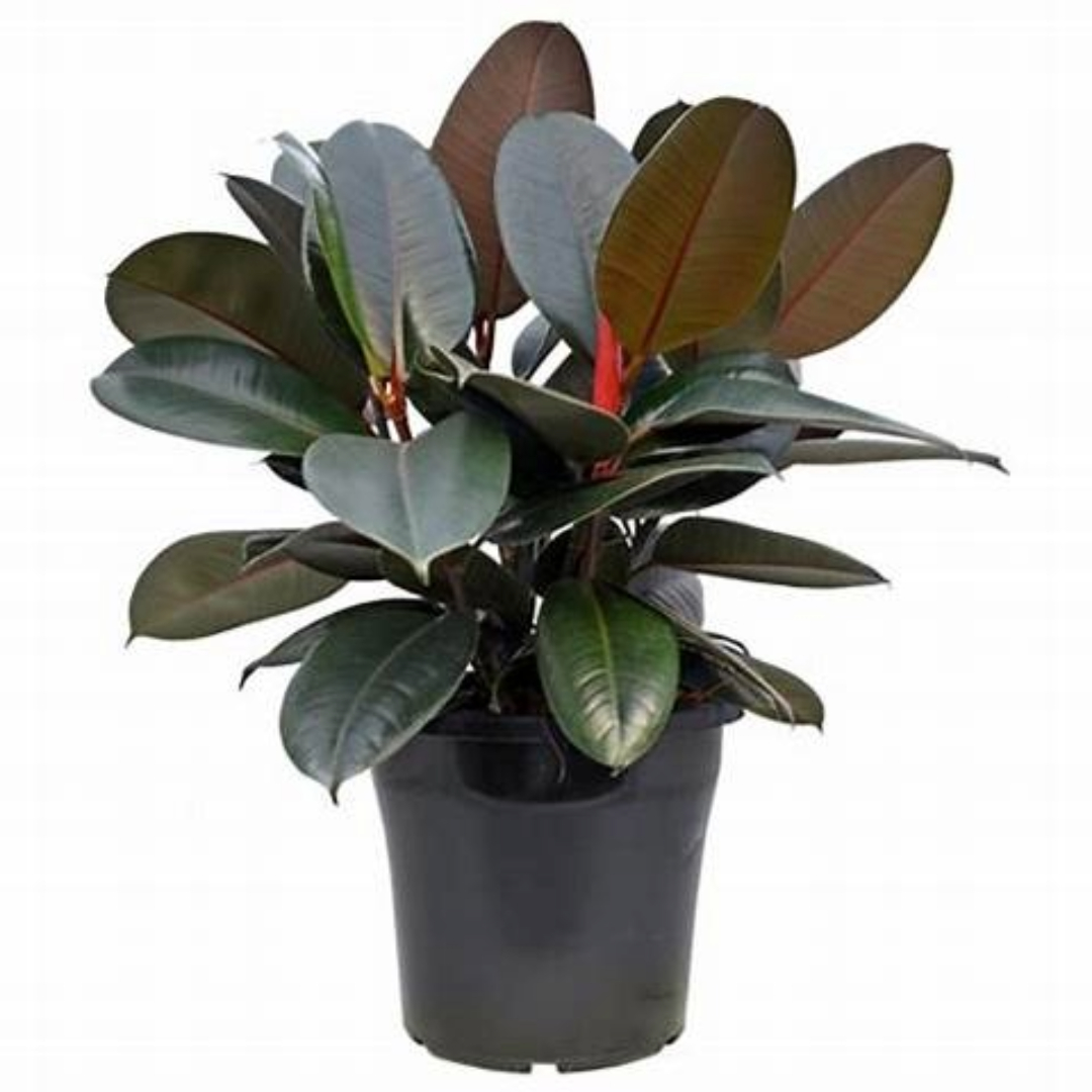 Ficus Burgundy