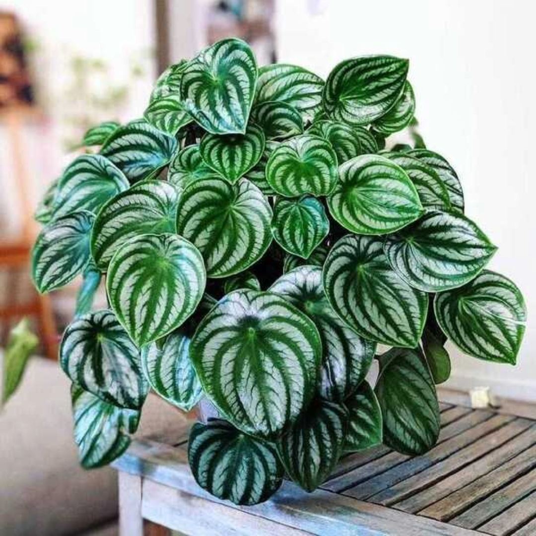 Peperomia Argyreia
