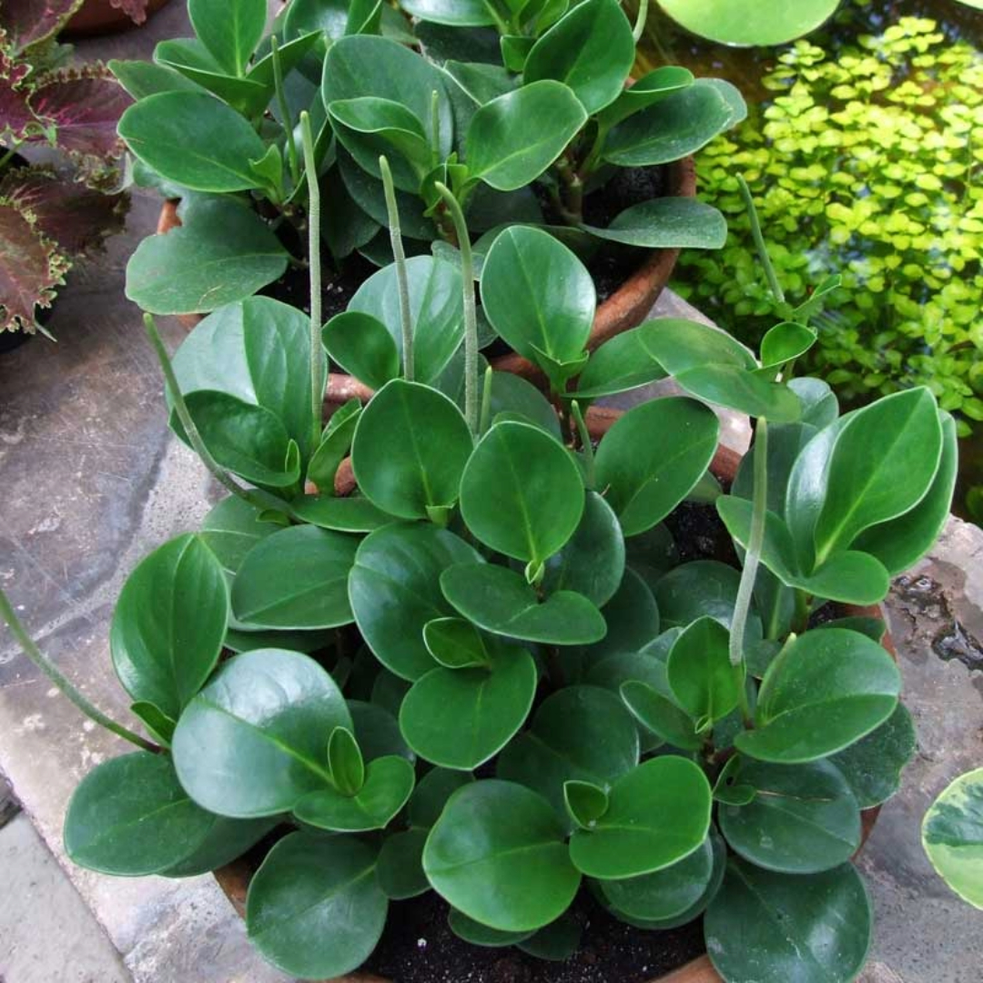 Peperomia Orba