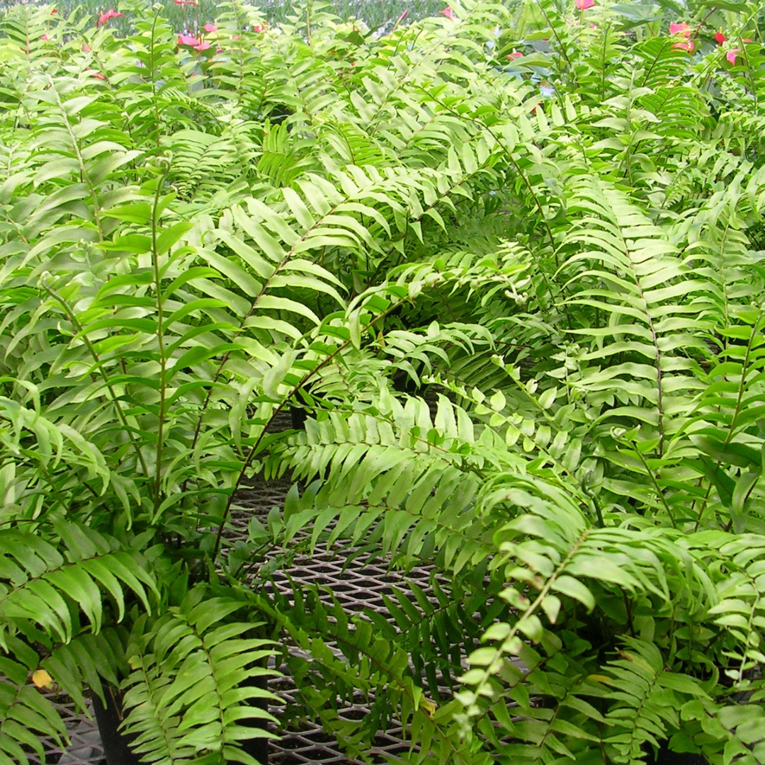 Fern Macho