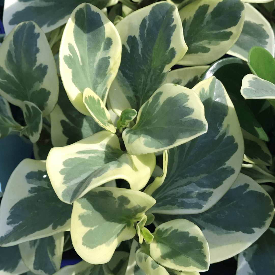 Peperomia Albomarginata Peperomia Albomarginata