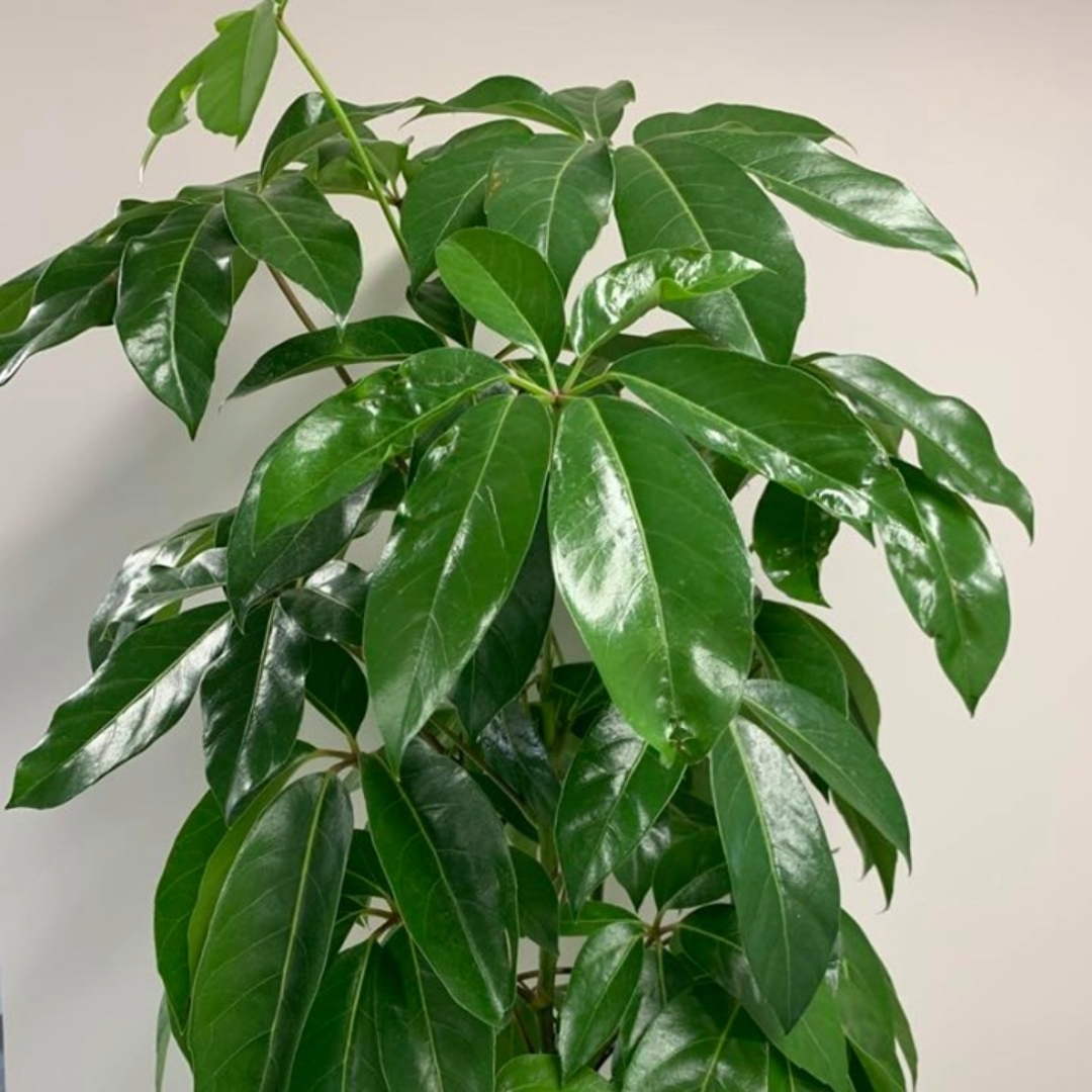 Schefflera Amate