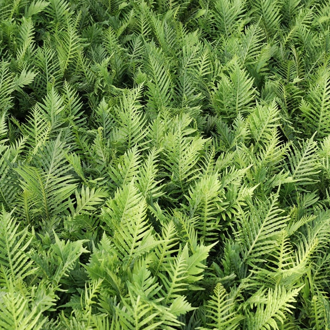 Blechnum silver lady