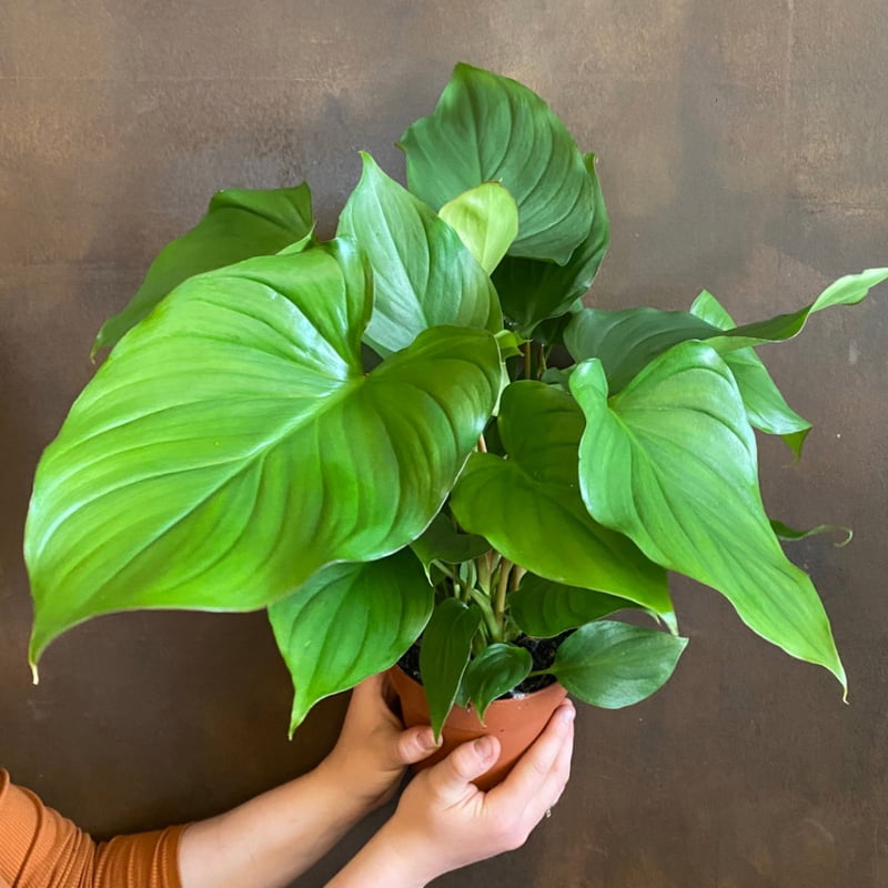 Homalomena Rubesence Maggy Homalomena Rubesence Maggy